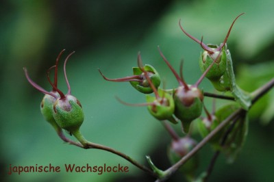 Samen Wachsglocke.JPG
