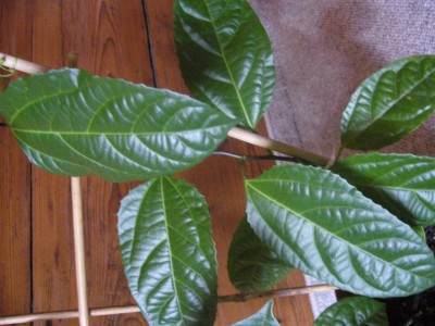 modifikationen passiflora edulis 004.jpg