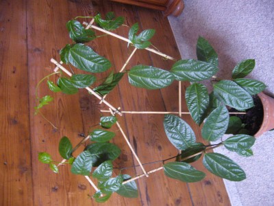modifikationen passiflora edulis 003.jpg