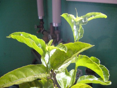 modifikationen passiflora edulis 002.jpg