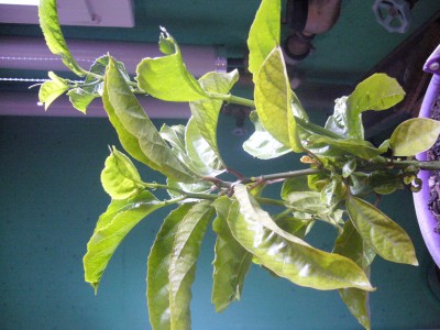 modifikationen passiflora edulis 001.jpg