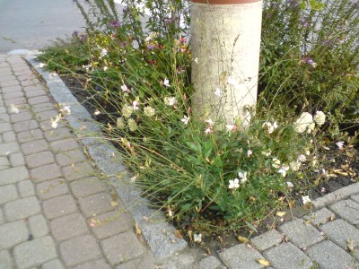 DSC00034.JPG