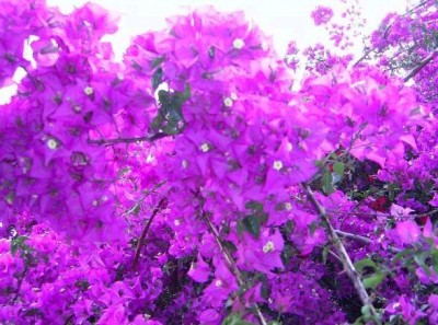 blume.JPG