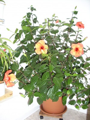 Hibiskus_1.jpg