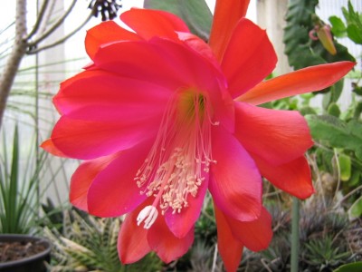 IMG_0345 Epi purpur.jpg