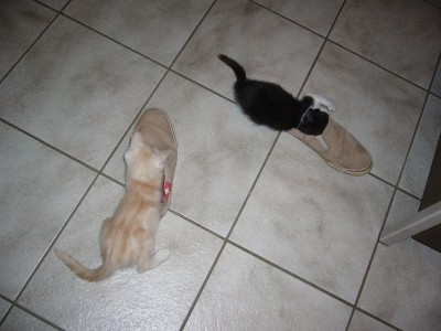 Katzen 017.jpg