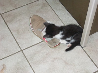 Katzen 020.jpg