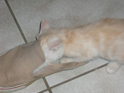 Katzen 023.jpg