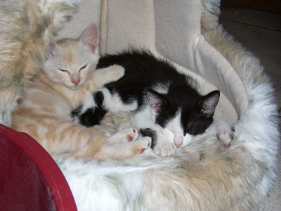 Katzen 002.jpg