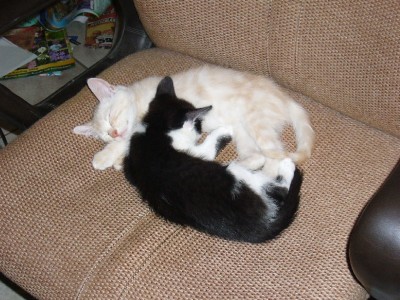 Katzen 031.jpg