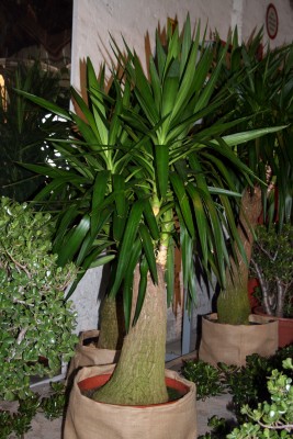 yucca.jpg