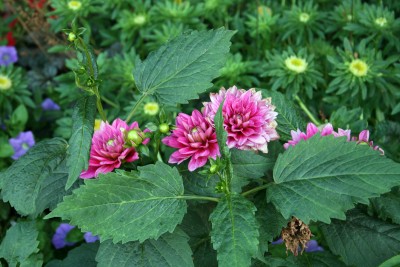 dahlienpink.jpg