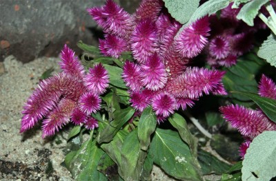 celosia.jpg