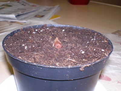 Plumi07.10.2008 3.jpg