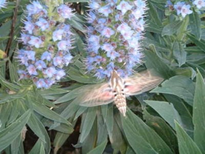 clip_image002.jpg