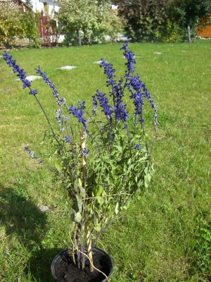 Bild 001.jpg