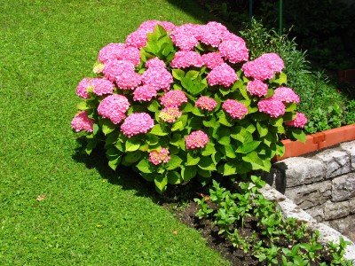 Hortensien_0261.JPG