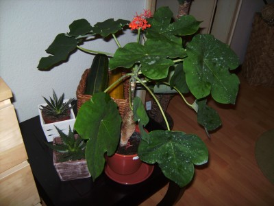 geb 082bei.jpg