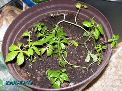 PICT0311 (6).JPG