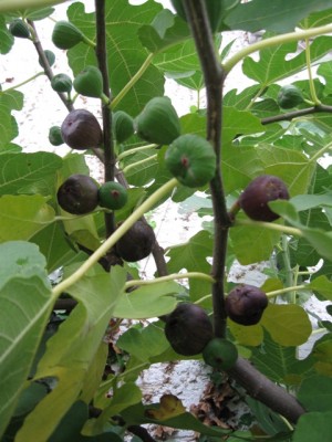 Feigen im Herbst.jpg