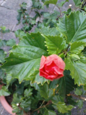 DSC00331.JPG