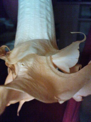 DSC00323.JPG