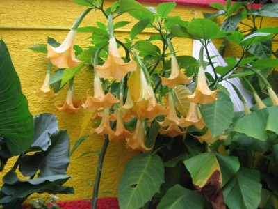 Datura.jpg