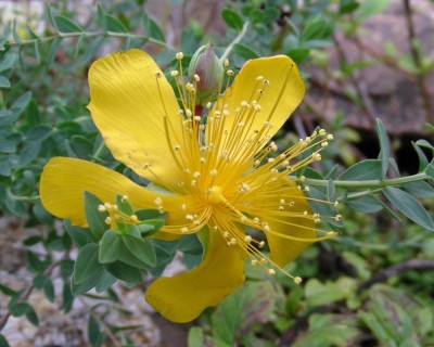 kl. Johanniskraut w.jpg