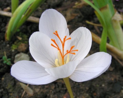Herbstkrokus weiß w.jpg
