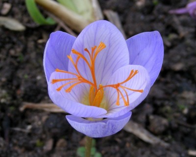 Herbstkrokus blau w.jpg