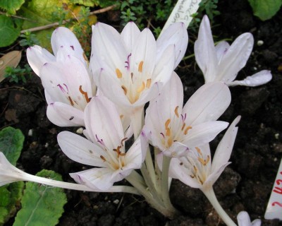 C. byzantinum album w.jpg