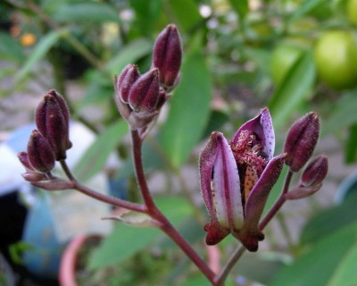 lasiocarpa 1 w.jpg