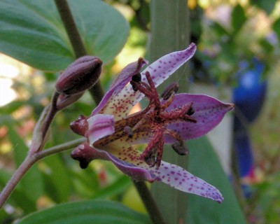 lasiocarpa 4 w.jpg