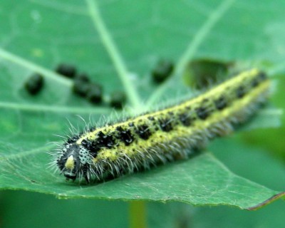 ganz schön verfressen w.jpg