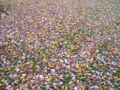 Park 026m.jpg