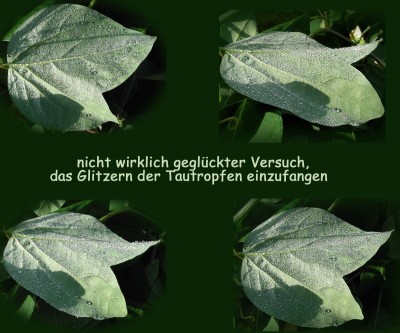 Tau glitzert in der Sonne.jpg