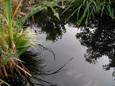 Spiegelungen w.jpg