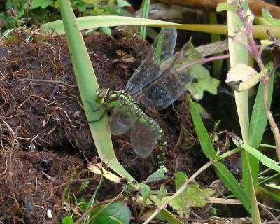 sehr unruhige Libelle w.jpg