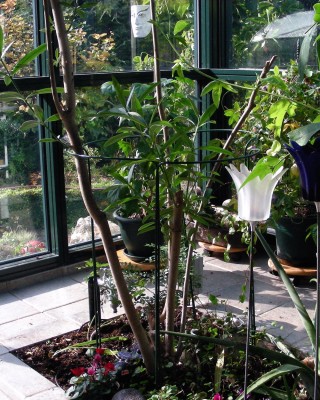 Oleander-Kahlschnitt w.jpg