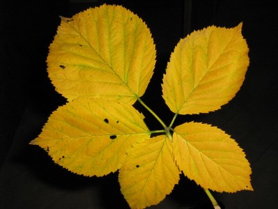 IMG_8957 Brombeere.jpg