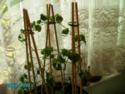 PICT01 (1).JPG