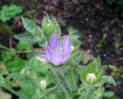 Nachblüte Natternkopf w.jpg