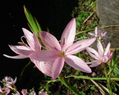 rosa Spaltgriffel w.jpg