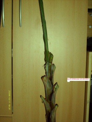 S7300643.JPG