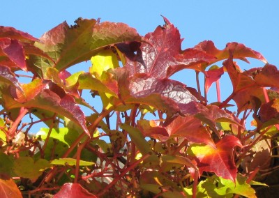IMG_8990a Wilder Wein.JPG