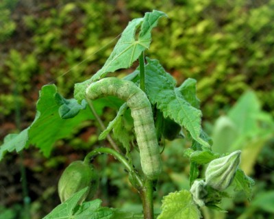 gefräßig und gut zu Fuß w.jpg