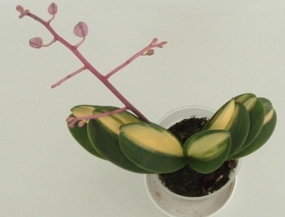 Paleonopsis.JPG