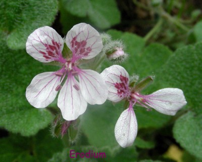 Nachblüte Erodium w.jpg