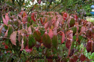 Cornus w.jpg