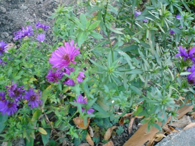 DSC00040.JPG